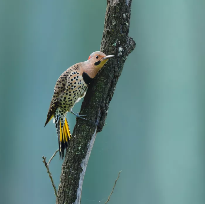 Wang, Catherine: Pájaro Carpintero