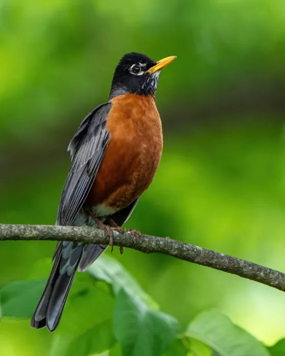 Nick, Noa: American Robin