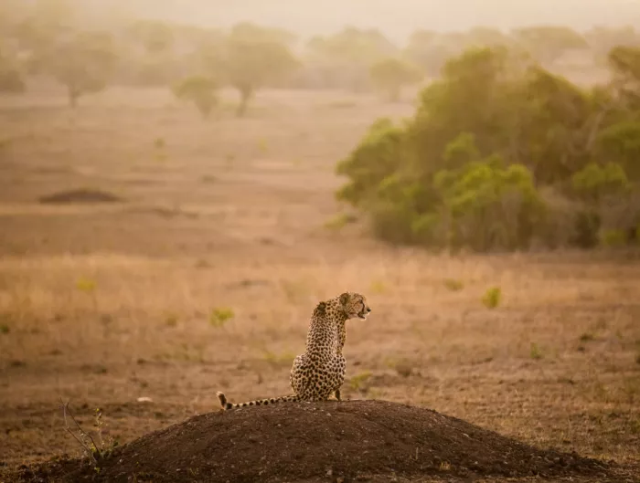 Marx, Jaco: SAVANNA CAT