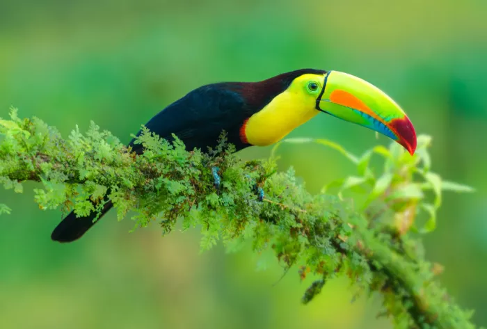 He, Mike: Keel-killed Toucan
