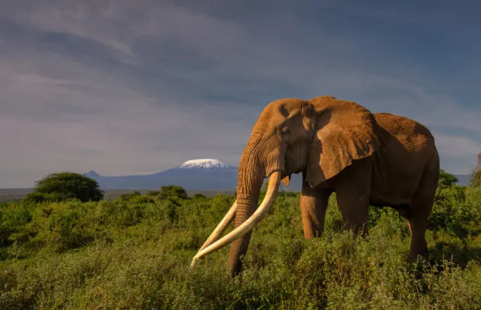 LI, MIN: Super Tusker y Kiliman