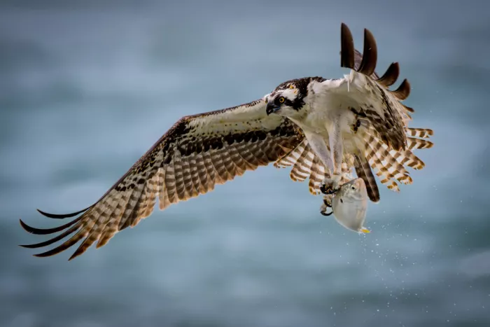 Li, Wanghan: Osprey a ryba