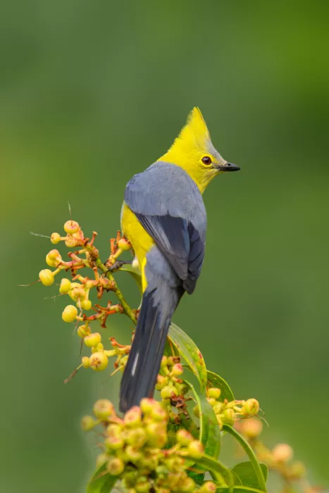 He, Mike: Long-tailed Silky Flycatcher