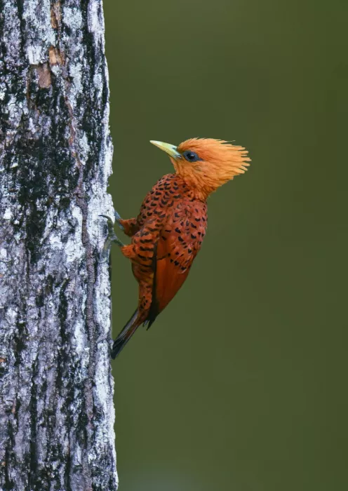 He, Mike: Chestnut-colored Woodpecker