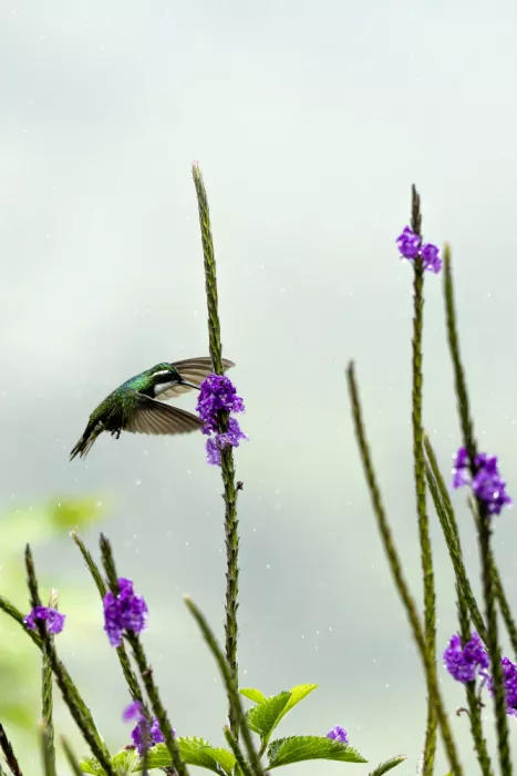 Wirtz, Caroline: Colibrì nella pioggia