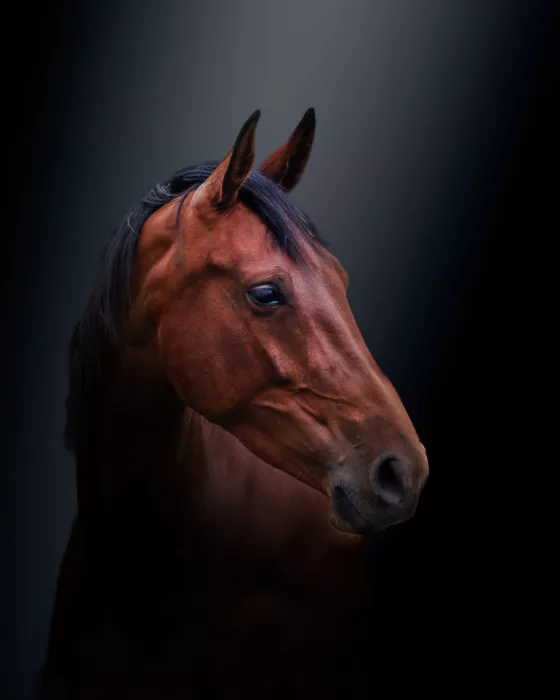 Horst, ter Gert: Brown beauty