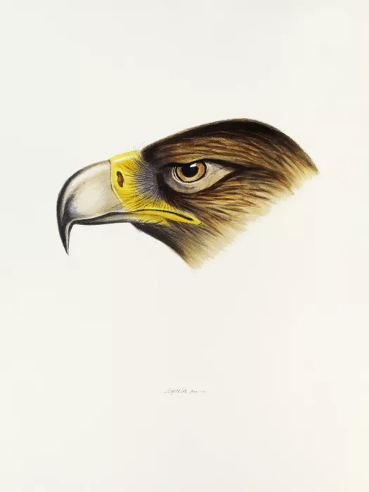 John, and Elizabeth: Wedge Tailed Eagle