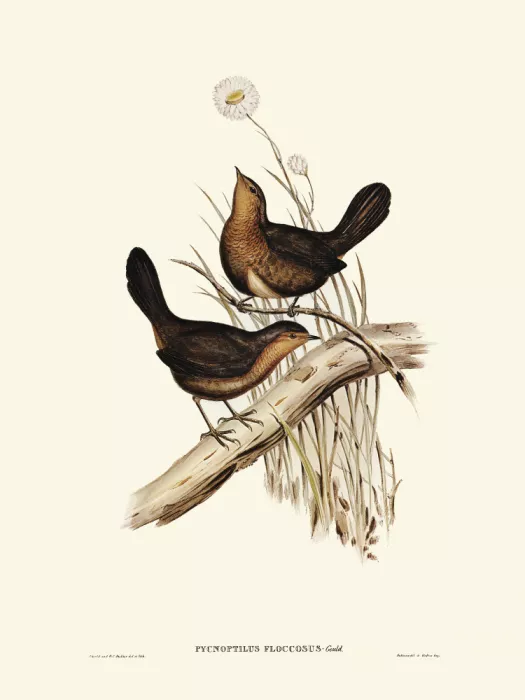John, and Elizabeth: Downy Pycnoptilus