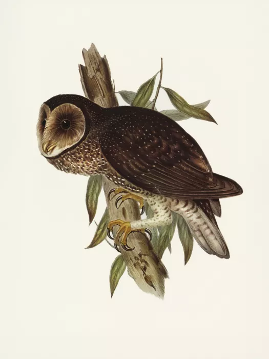 John, and Elizabeth: Sooty Owl