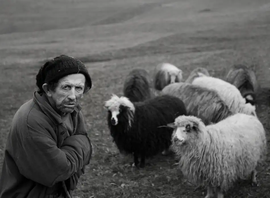 Turcu, Mihnea: Berger avec ses moutons