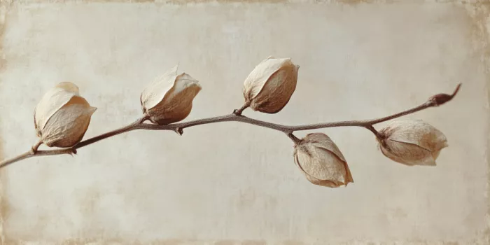 Treechild: Faded Elegance