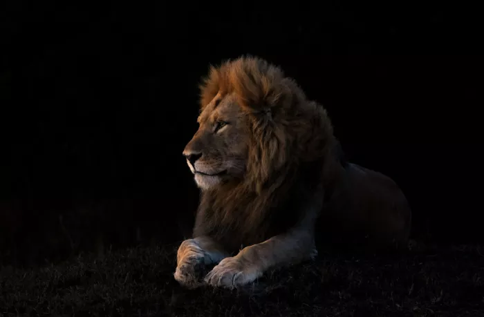 LI, MIN: El Rey León