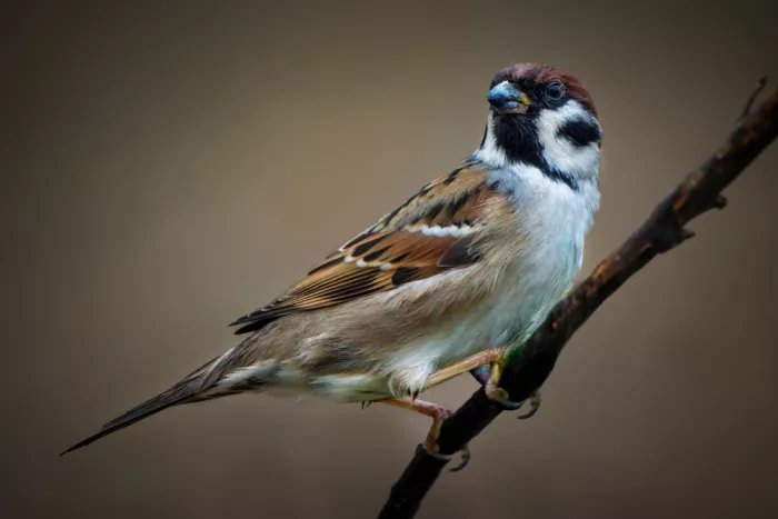 Nick, Noa: Graceful Sparrow Perched on a Branch