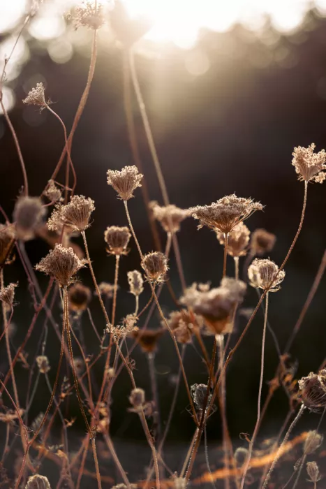 Böhmer, Mareike: Luce invernale calda 2
