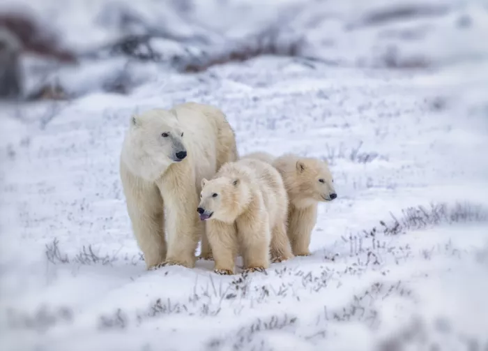 Kong, Chris: Polar Bear Family