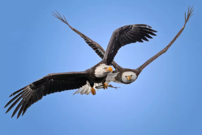 P., Ruiqing: Chase in the Sky