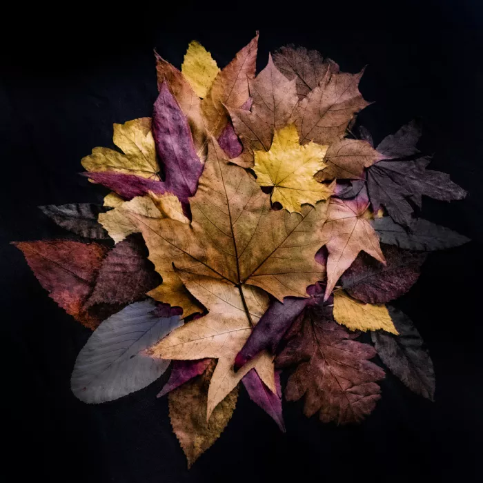 Wride, Linda: Bouquet de feuilles