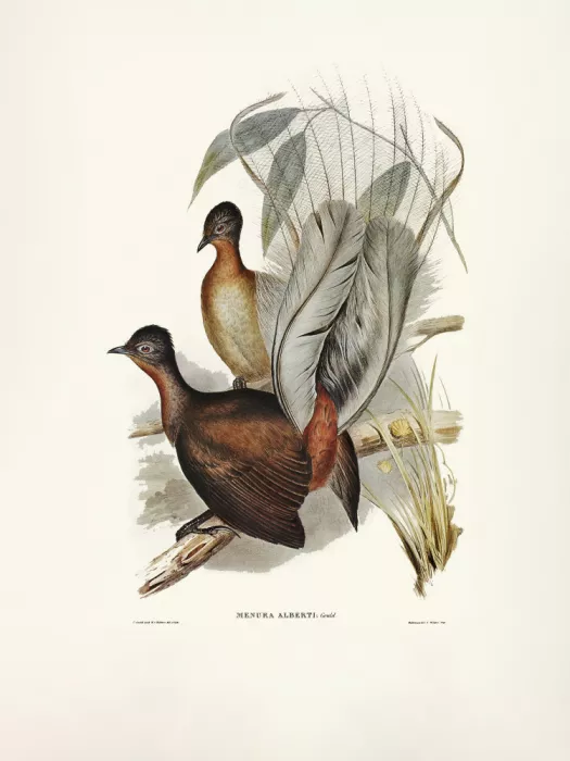 John, and Elizabeth: Albert Lyre Bird