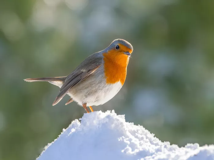 Keizer, Annie: Inquisitive Robin.