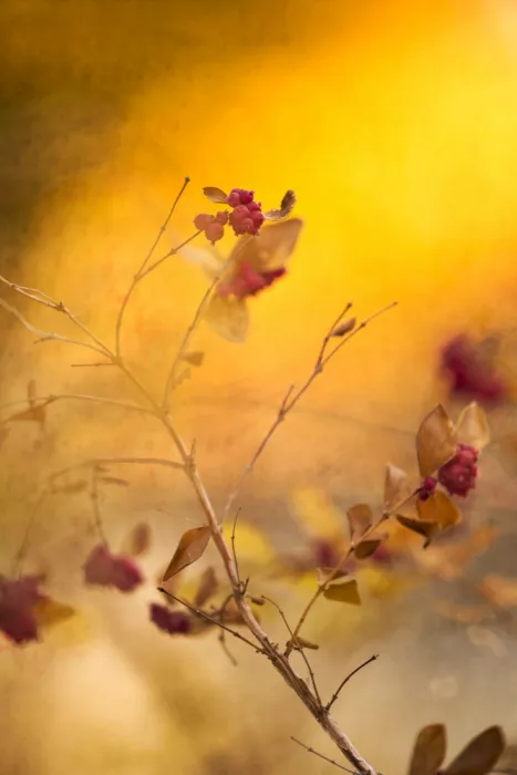 Cui, yang Xiang: Colors of autumn