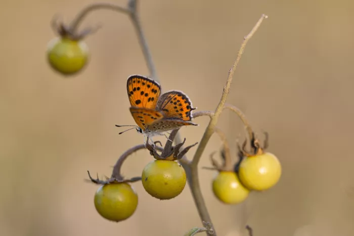 Hershkovitz, Avital: A butterfly