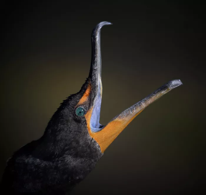 Lester, D Linda: Cormorans en livrée nuptiale
