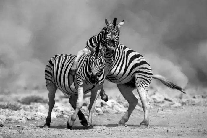 W, Joanna: Afrikanische Zebras - 3