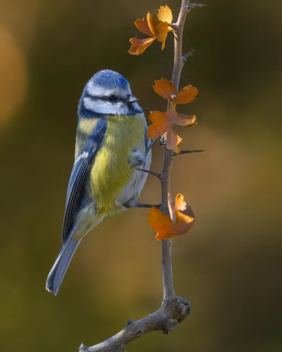 Elsheshtawy, Ahmed: blue tit