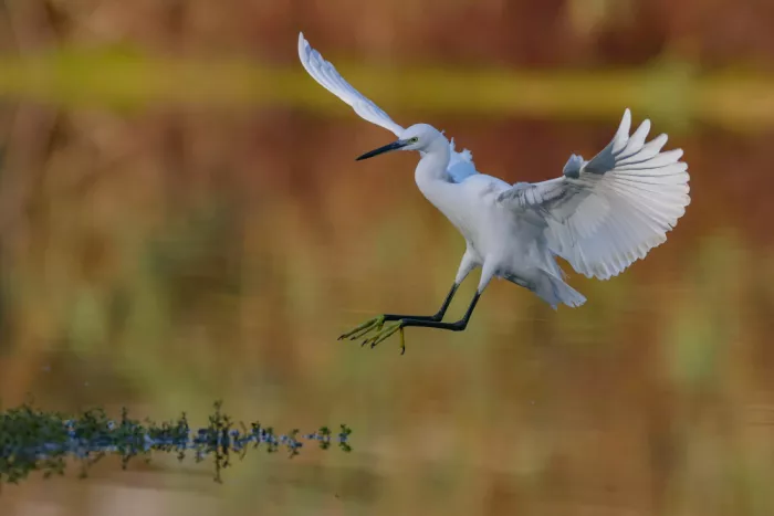 Manusevich, David: Little egret