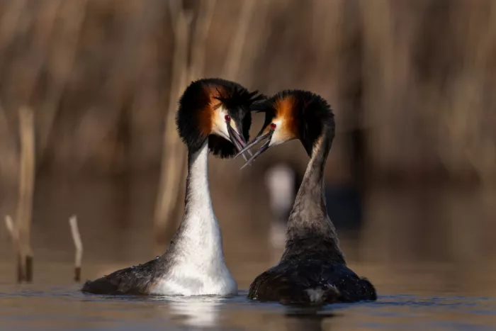 Tomuta, Alexandru: Bird couple