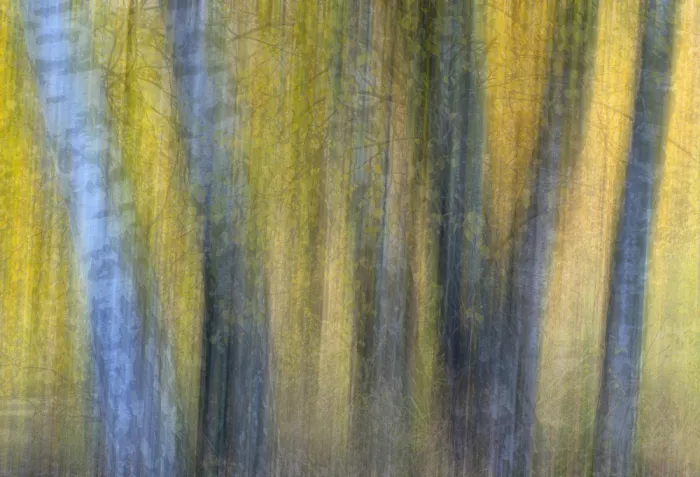 Jong, de Franke: Birch and twigs