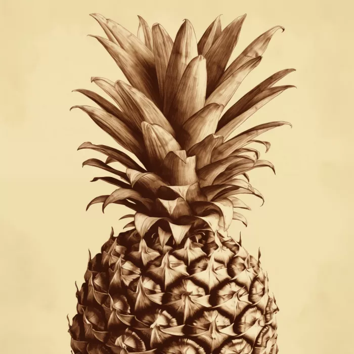 Magnusson, Andreas: Pineapple