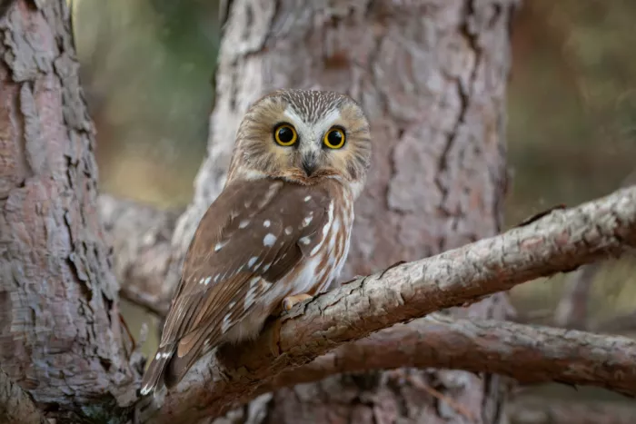 Wang, Max: Northern saw-whet owl