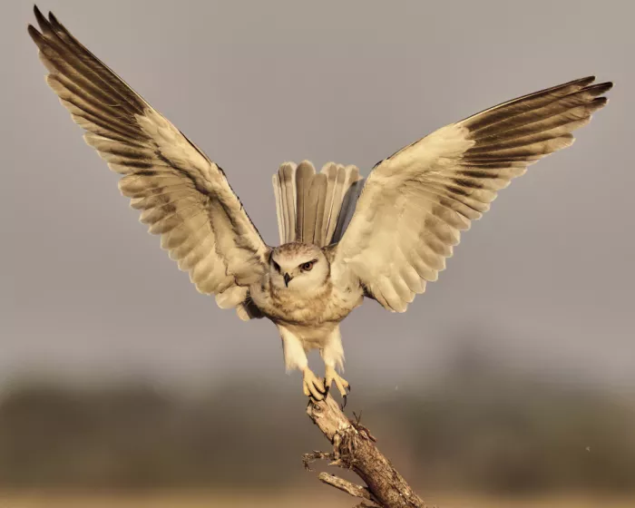 Sikand, Puneet: Erster Flug