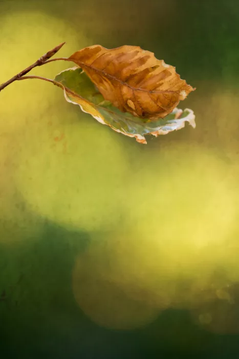 Cui, yang Xiang: Autumn leaves