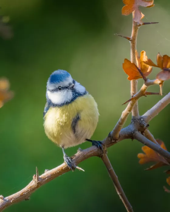 Elsheshtawy, Ahmed: blue tit