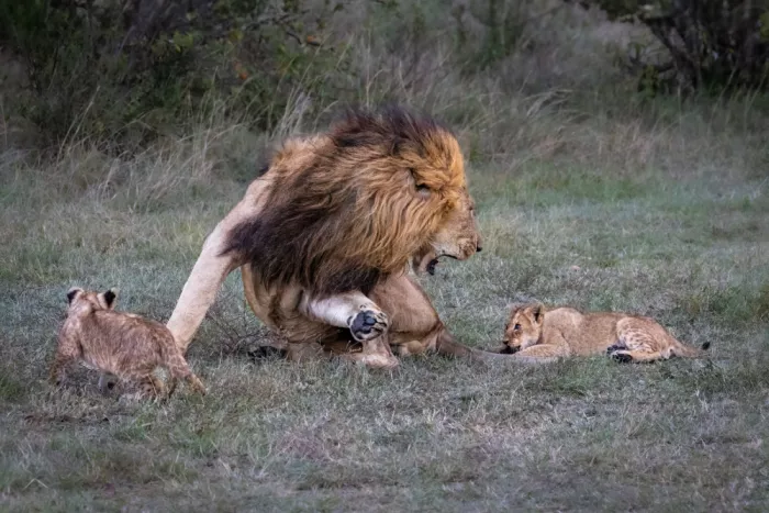 Strom, Mark: Not My Tail, Son