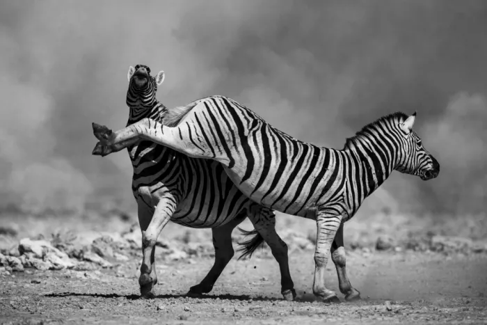 W, Joanna: Afrikanische Zebras - 7