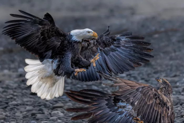 Zuo, Jun: Kampf der Weißkopfseeadler