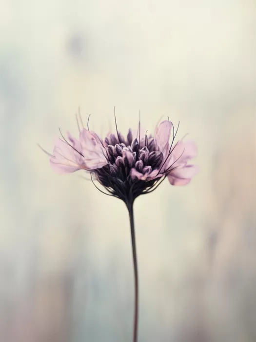Treechild: Whispering Petals