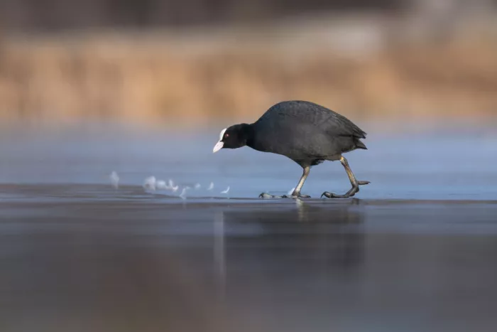 Tomuta, Alexandru: Ice walking