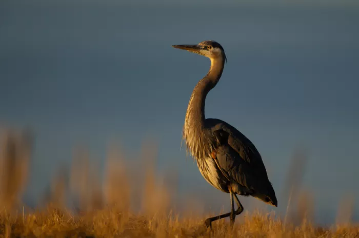Huang, Johnson: Grey heron
