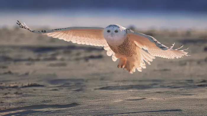 Gu, Zeren: Snowy Owl In flight