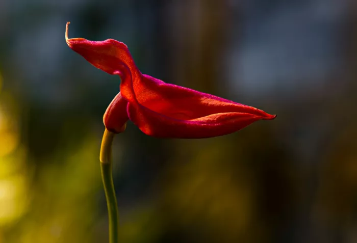 Holmström, Katarina: Rosso
