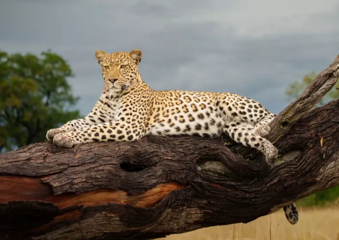 Steenkamp, Etienne: Leopard in repose