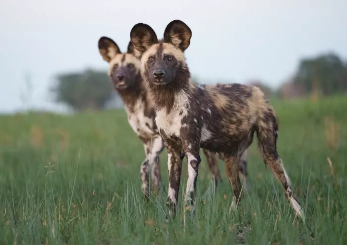Steenkamp, Etienne: Watchful Painted Wolves
