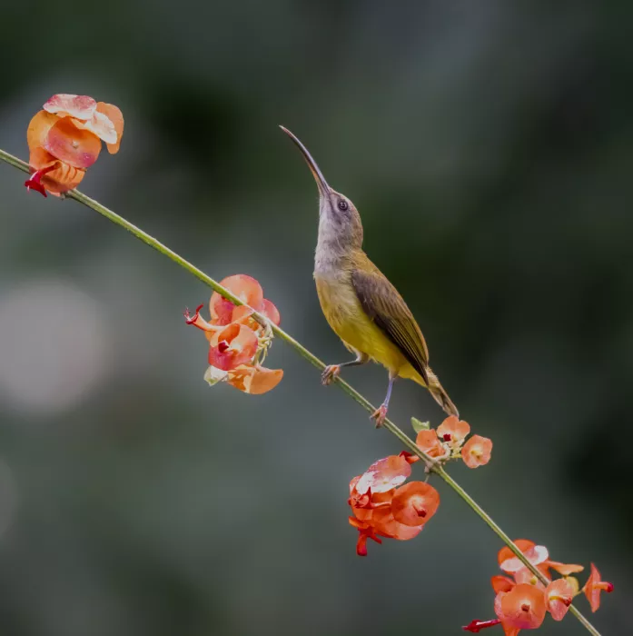 Procaccia, Itamar: Little Spiderhunter looking up