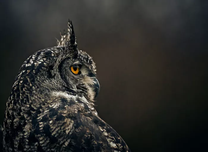 Williams, Stuart: All seeing