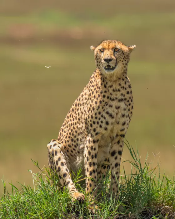 Bhatia, Yogesh: Le Regard