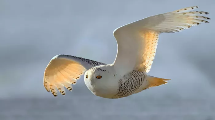 Luo, Dan: Soaring over the beach at sunrise